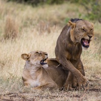 Lions accouplement, Samburu