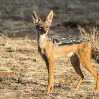 Chacal à chabraque, Samburu