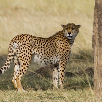 Guépard