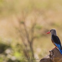 Martin chasseur à tête grise, Samburu