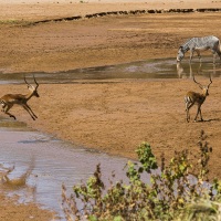 zèbre de Grévy et impala, Samburu