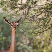 Gazelle girafe, Samburu