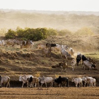 Eléphant, Samburu