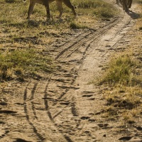 Lion, Samburu