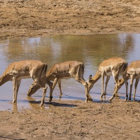 Impala, Samburu
