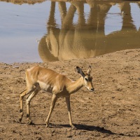 Impala, Samburu