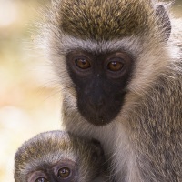 Vervet, Samburu