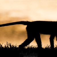 Vervet, Samburu