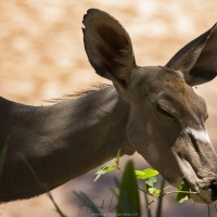 Koudou, Samburu