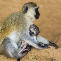 Vervet, Samburu