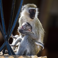 Vervet, Samburu