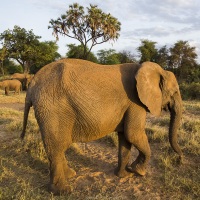 Eléphant, Samburu