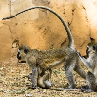 Vervet, Samburu