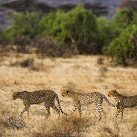 Guépard, Samburu