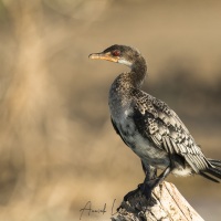 Cormoran africain, Baringo