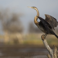 Anhinga d'Afrique, lac Baringo