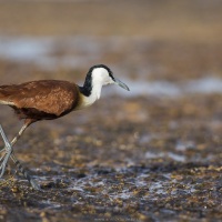 Jacana d'AfriqueCrabier chevelu, lac Baringo