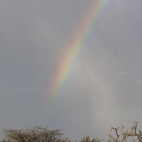 Arc-en-ciel sur le marais,, lac Baringo