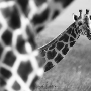 Girafe de Rotschild, Baringo