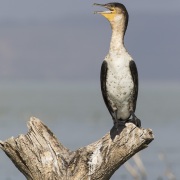 Cormoran à poitrine blanche, lac Baringo
