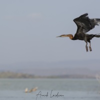 Anhinga, Baringo