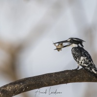 Alcyon pie, lac Baringo