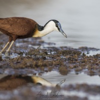 Jacana d'Afrique, lac Baringo