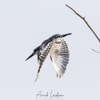 Alcyon pie, lac Baringo