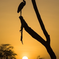 Héron goliath, lac Baringo