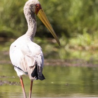 Tantale ibis, lac Baringo