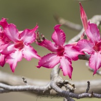 Rose du désert, lac Baringo