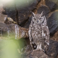 Grand duc d'Afrique, Baringo