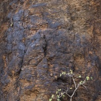 Arbre dans  une falaise, Baringo