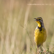 Sentinelle à gorge jaune, Maasaï Mara