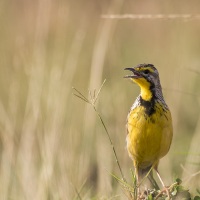 Sentinelle à gorge jaune, Maasaï Mara