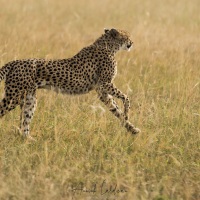 Guépard, Maasaï Mara