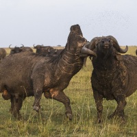 Buffles, Maasaï Mara