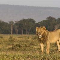 Lion, Maasaï Mara