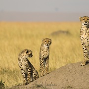 Guépard, Maasaï Mara