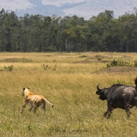 Buffles, Maasaï Mara