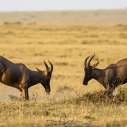 Damalisques, Masaï Mara