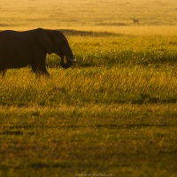 Eléphant