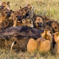 Portrait de famille, Masaï Mara