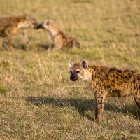 Hyènes tachetées, Maasaï Mara