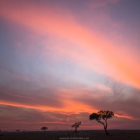 Lever de soleil, Maasaï Mara