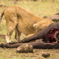 Lion, Maasaï Mara