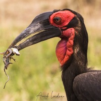 Bucorve terrestre, Maasaï Mara