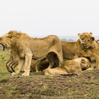 Lion, Maasaï Mara