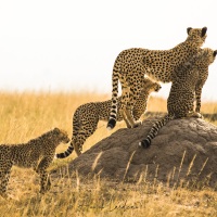Guépard, Maasaï Mara