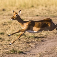 Impala, Maasaï Mara